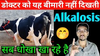 Alkalosis treatment in cow amp buffalo  alkalosis in cattle  Hivit injection  Rumen fs  hada vet [upl. by Jaquith]