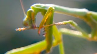 Praying Mantis HD Alien Bug Mantis Mantodea AWESOME BUGS [upl. by Corneille]