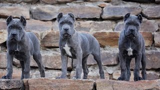 Cane Corso Puppies  How to raise Puppy [upl. by Idoux]