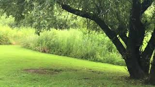 Nearly 6 Minutes of Bird Sounds of a Swamp in Ellicottville New York Read Description for Info [upl. by Ledua914]