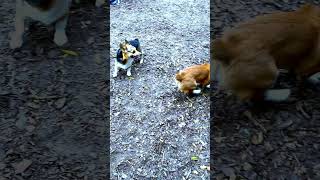 CORGIS in SLOW MOTION ACTION  shorts [upl. by Rhee]