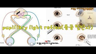 pupillary light reflex대광반사 동공 빛반사 직접direct간접indirect 빛반사 [upl. by Burg]