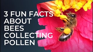 3 fun facts about bees collecting pollen for kids [upl. by Bubalo]