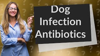 What antibiotic is good for dog urine infection [upl. by Niamrej]