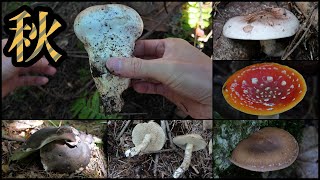 北海道 秋らしいきのこ狩り Catathelasma ventricosum 20240929 [upl. by Seem]