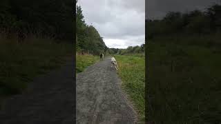 A LEONBERGER MEETS A NEW FRIEND WHEN OUT ON A WALK dog funny [upl. by Olette]