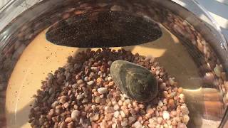 Creating a Simple Walstad Method Planted Bowl Aquarium [upl. by Austreng796]