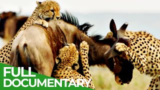 Cheetahs  Africas Fastest Hunters  Free Documentary Nature [upl. by Brantley800]