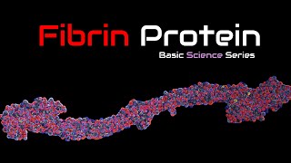 Fibrinogen  Fibrin 3D Structure  Function  Fibrinogen  Blood Proteins  Basic Science Series [upl. by Ronnica225]