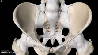 Pelvis Anatomy Tutorial Ligaments [upl. by Veron]