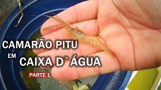 CRIAÇÃO DE CAMARÃO PITU EM CAIXA DÁGUA Canal Saalada [upl. by Amye285]