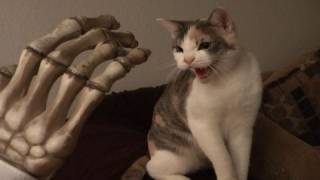 Cat hissing at evil toy hand [upl. by Strephonn130]