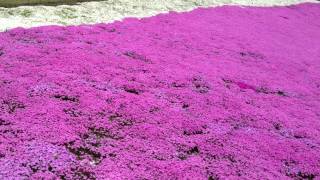 【HD】一面の芝桜（Phlox subulata）その１（宮城県加美郡色麻町やくらいガーデン、2013519撮影） [upl. by Freyah]