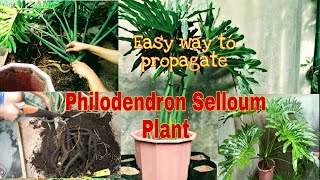 Easy Way to Propagate ll Philodendron Selloum Plant Sahod Yaman ll Nancy Academia [upl. by Eiboh]