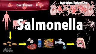 Salmonella Infections  Salmonellosis Animation [upl. by Ataliah]