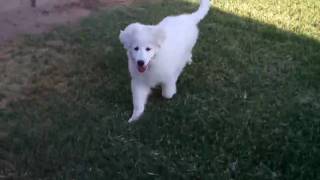 My Great Pyrenees 3 Month Old Puppy Sadie [upl. by Donata641]