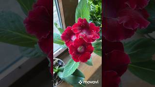 Beautiful Gloxinia flowers 🌺 [upl. by Acisse]