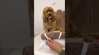 Meraviglioso lettino per cani 🩷 maltipoo cagnolino maltipooshorts [upl. by Nodnart]