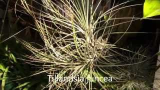 Tillandsia Impressions Planta Brutt Video 10 [upl. by Malka313]