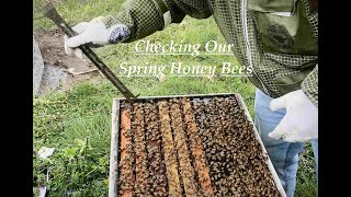 Deep Dive Into Our Honey Bees [upl. by Pretrice525]