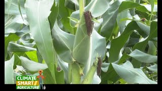 A Fertilizer that boosts your maize yield to 30 bags per acre  Part 2 [upl. by Behrens]