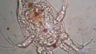 copepod nauplius [upl. by Anaihs]