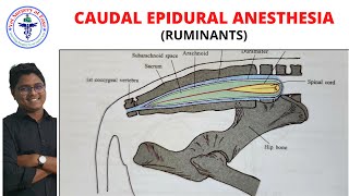 Ruminant Epidural Block  Anesthesiology  Lecture 22 [upl. by Iatnwahs520]