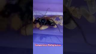 Camponotus Rufoglaucus  une ouvrière gros couvain  un pure régal 🤩🤩 [upl. by Ynohta]