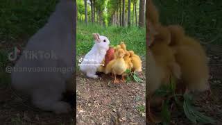 Adorable Rabbit and Baby Ducks Play Together Heartwarming Moments of Friendship cartoon cuteanimal [upl. by Bartolomeo575]