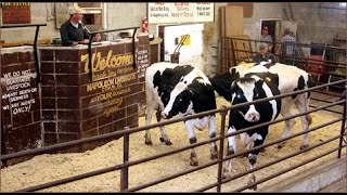 Buying and Selling at Livestock Auctions [upl. by Pawsner]