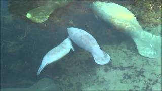 Manatees Youngsters at Play [upl. by Acker]