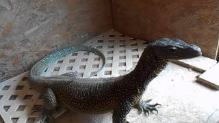 Bigboy and BlueFeeding Giant Monitor Lizards [upl. by Stein843]