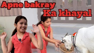 Aayat Arif  Apne Bakray ka Khayal  vlog [upl. by Ojela]