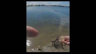 Fishing San Diego bay Quick morning session  socal May 2022 [upl. by Enohpets]