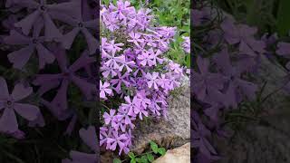 phloxsubulata mossphlox creepingphlox [upl. by Llenoil14]