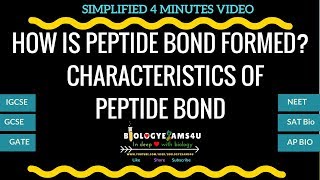 How is Peptide bond formed and Characteristics of Peptide bond [upl. by Rednave]