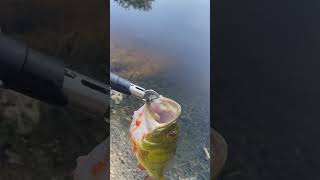 Peacock Bass Release fishing action live peacockbass southflorida florida new [upl. by Alessig813]