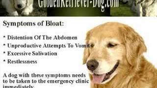 Gastric Dilation Volvulus GDV or Bloat in Dogs [upl. by Astri]