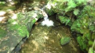 Leura Cascades Blue Mountains NSW Australia [upl. by Upton]