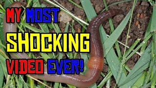 How to Build a WORM SHOCKER to get FREE LIVE BAIT [upl. by Gemini846]