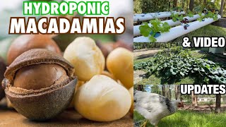 Hydroponic Macadamias amp Video Updates [upl. by Orola]