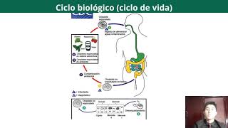 Tema Cyclospora cayetanensis [upl. by Ancalin484]