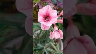 How to care Adenium plant flowerplants shorts [upl. by Airetnahs]