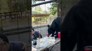 Bear devours picnic inches away from onlookers in Mexico [upl. by Enihpets116]