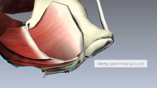 Pelvic Floor Part 2  Perineal Membrane and Deep Perineal Pouch  3D Anatomy Tutorial [upl. by Anihta]