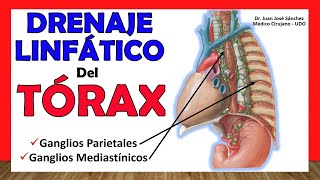 🥇 DRENAJE LINFÁTICO DEL TÓRAX Ganglios Parietales y Mediastínicos ¡Fácil y Sencillo [upl. by Giah]