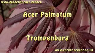 Acer Palmatum Trompenburg [upl. by Wills]