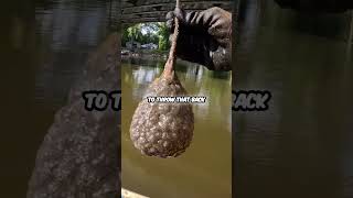 Unbelievable Discovery Dinosaur Egg Found magnetfishing [upl. by Uwkuhceki703]