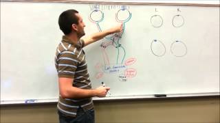 Optic Tract Physiology and Pathology [upl. by Attenwad491]