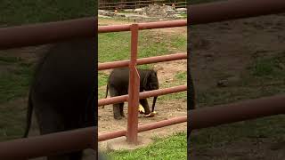 Baby elephant at Rosamond Gifford Zoo NY [upl. by Ansaev]